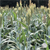 Grain Sorghum Seed (VNS) Field Wisconsin