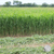 Sorghum Sudangrass Hybrid Seed harvest wisconsin