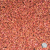 Sorghum Sudangrass Hybrid Seed wisconsin