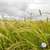 Teff Grass Seed in field Wisconsin