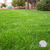 Annual Rye Grass Seed Mowed Lawn Wisconsin