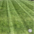 pernnial rye grass seed wisconsin mowed.