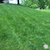 Turf Type Tall Fescue Seed for Lawn