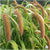 German Millet Seed In Field