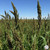 Japanese Millet Seed in field.