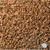 Sugar Beets Seed