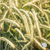 KWS Serafino Hybrid Rye Seed Field