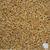 Tayo Seed Raw Seed