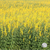 Sunn Hemp Seed Growing in Field.