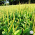 Plantain Seed Growing in Field.