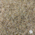 Large bluestem seed