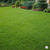 Kentucky Bluegrass Seed Arc II Lawn Shown