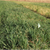 Cosaque Winter Oats Seed