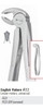 Nordent - Extraction Forceps #22 Serrated