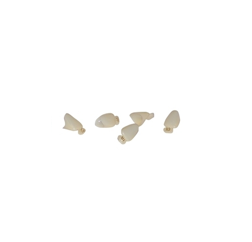 Polycarbonate Crowns #12 5/pk. - MARK3 Polycarbonate Crowns #12 5/pk. - MARK3