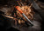 EXOTAC fireROD, 5/16" Ferrocerium Rod Tinder Capsule Firestarter - Orange