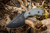 TOPS Knives, TPW011 Wolf Pup XL Fixed Blade Knife w/ Black Linen Micarta Handle