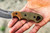 TOPS Knives: Viking Tactics Patriot, VTAC-03 Fixed Blade Knife w/ Tan and Green Canvas Micarta Handle, Kydex Sheath