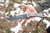 TOPS Knives Longhorn Bowie - Sniper Grey, LONGB-05 - 6.75" Blade - Black Linen Micarta Handle