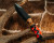 Half Face Blades - Disaster Cub - Teak, Black G10 w/ Brass & Copper Pin Striping, Copper Dark Matter Carbon Split, Red, Black & White G10, Mosaic Pins, Textured Grip