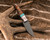 Half Face Blades - Crow Jr. - CO Elk Antler, Black G10 and Brass Pin Striping, Turquoise with Gold Web Tru-stone Split, Desert Ironwood, Brass Mosaic Pins, Brass Lanyard Pin, Textured Grip