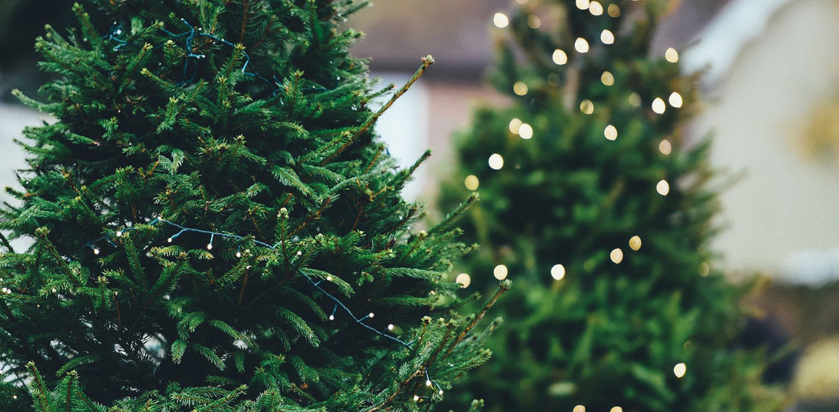 Northlight Seasonal Artificial Christmas Trees