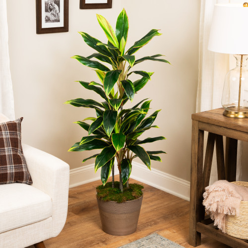Real Touch™️Artificial Potted Two Tone Dracaena Plant - 4.5'