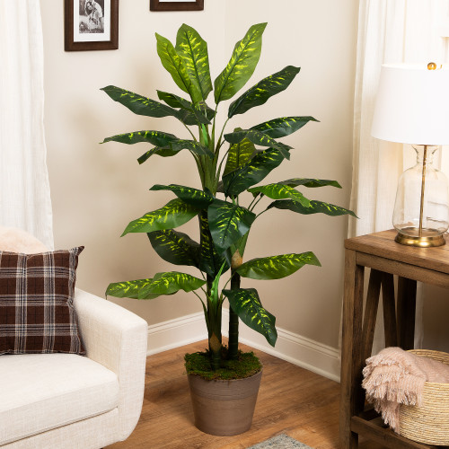 Wide Leaf Artificial Dieffenbachia Potted Plant - 59"