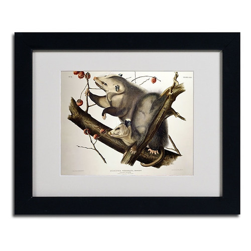 Trademark Fine Art 'Virginian Opossum' 11" x 14" Black Frame Art (65dc8f5100faa78082276f7a_ud)