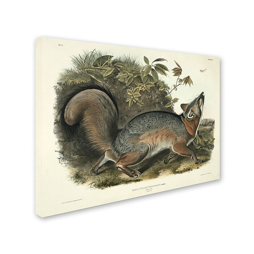 Trademark Fine Art 'Canis Virginianus' 14" x 19" Canvas Art (65dc8f7400faa78082276fd2_ud)