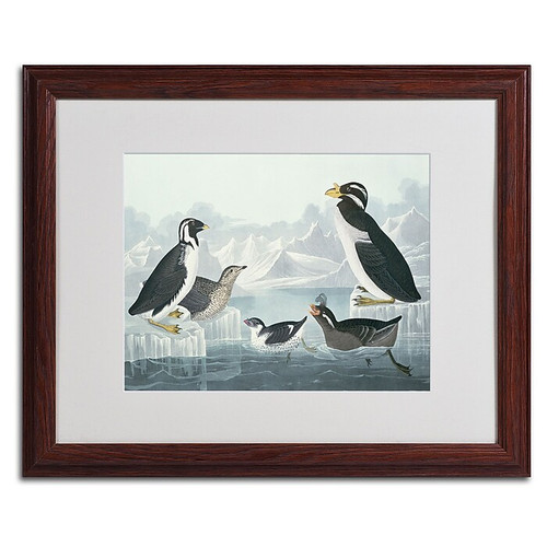 Trademark Fine Art 'Black-Throated Guillemot' 16" x 20" Wood Frame Art (65dc8f7900faa78082276fe2_ud)