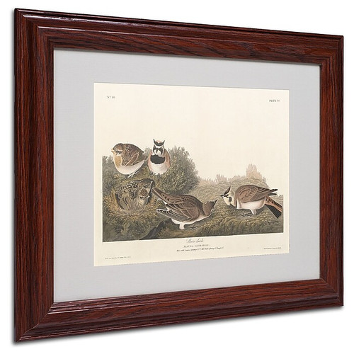 Trademark Fine Art 'Shore Lark' 11" x 14" Wood Frame Art (65dc8f7b00faa78082276fe6_ud)
