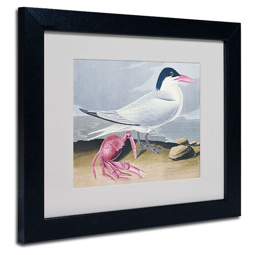 Trademark Fine Art 'Cayenne Tern' 11" x 14" Black Frame Art (65dc8f9a00faa7808227702c_ud)