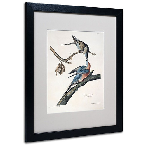 Trademark Fine Art 'Passenger Pigeon' 16" x 20" Black Frame Art (65dc8ff600faa7808227712e_ud)
