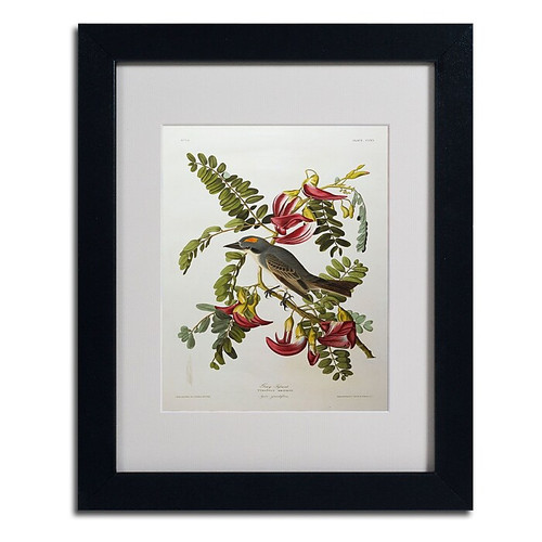 Trademark Fine Art 'Gray Tyrant #44; Gray Kingbird' 11" x 14" Black Frame Art (65dc908800faa78082277288_ud)