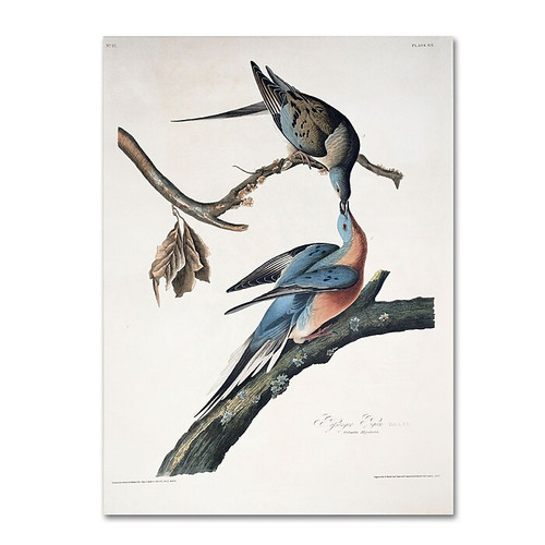 Trademark Fine Art 'Passenger Pigeon' 24" x 32" Canvas Art (65dc90d900faa78082277372_ud)