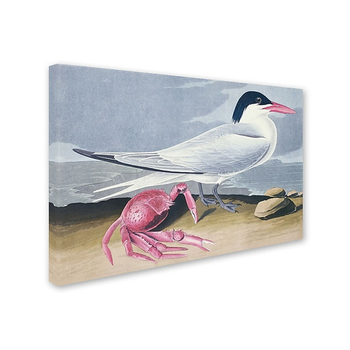 Trademark Fine Art 'Cayenne Tern' 22" x 32" Canvas Art (65dc90e400faa7808227739e_ud)
