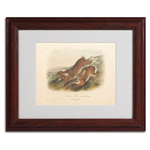 Trademark Fine Art 'Northern Hare' 11" x 14" Wood Frame Art (65dc914600faa7808227747e_ud)