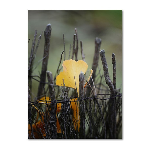 Trademark Fine Art Philippe Sainte-Laudy 'Prisoner Fall' Canvas Art 22x32 Inches (65dc916a00faa780822774e6_ud)