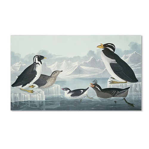 Trademark Fine Art 'Black-Throated Guillemot' 30" x 47" Canvas Art (65dc91a300faa7808227756a_ud)