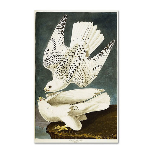 Trademark Fine Art 'Iceland or Jer Falcon' 16" x 24" Canvas Art (65dc91a800faa78082277576_ud)