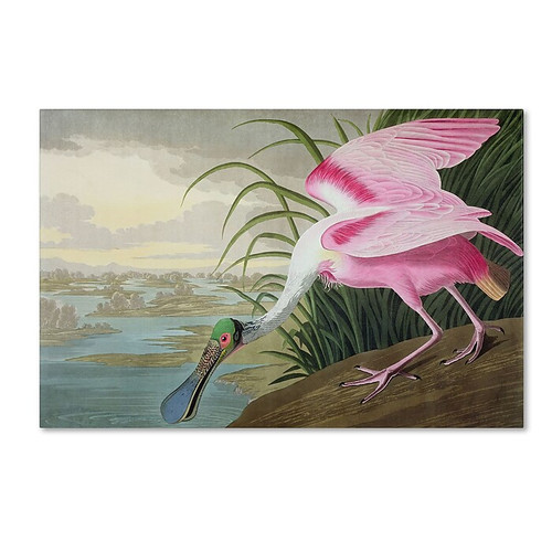 Trademark Fine Art 'Roseate Spoonbill' 30" x 47" Canvas Art (65dc91eb00faa78082277614_ud)
