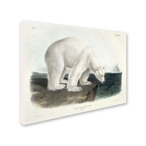 Trademark Fine Art 'Ursus Maritimus Polar Bear' 24" x 32" Canvas Art (65dc920400faa7808227765c_ud)