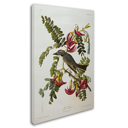 Trademark Fine Art 'Gray Tyrant #44; Gray Kingbird' 30" x 47" Canvas Art (65dc923100faa780822776c2_ud)