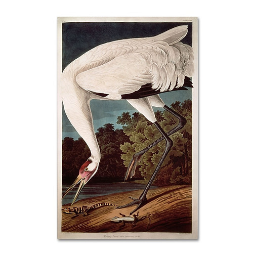 Trademark Fine Art 'Whooping Crane' 22" x 32" Canvas Art (65dc929000faa78082277798_ud)