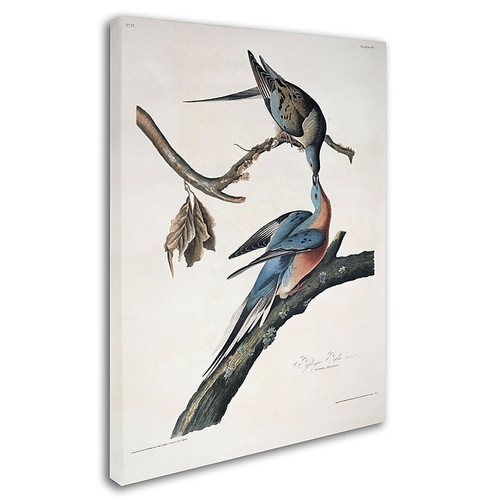 Trademark Fine Art 'Passenger Pigeon' 18" x 24" Canvas Art (65dc929500faa780822777b6_ud)