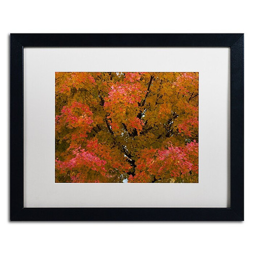 Trademark Fine Art KS0137-B1620MF "Autumn Maple Splendor" by Kurt Shaffer 16" x 20" FRM Art, WHT MTD (65dca553f99b2575f686bdde_ud)