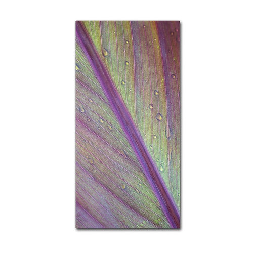 Trademark Fine Art KS0182-C1224GG "Cross Study of a Wet Leaf" by Kurt Shaffer 12" x 24" FRMLS Art (65dca80bf99b2575f686c4d0_ud)