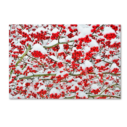 Trademark Fine Art KS0190-C1219GG "inter Berries in the Snow" by Kurt Shaffer 12" x 19" FRMLS Art (65dca846f99b2575f686c58e_ud)