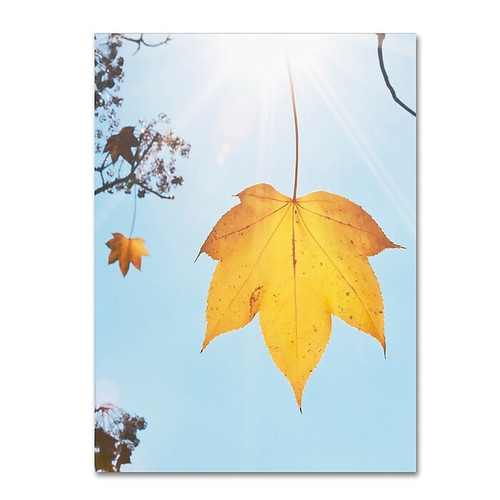 Trademark Fine Art KS0146-C3547GG "Autumn Leaf in the Sun" by Kurt Shaffer 35" x 47" Frameless Art (65dca8d6f99b2575f686c70e_ud)